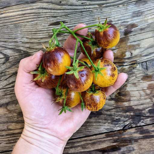 Planet Earth Tomato