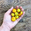 Servant Cherry Tomato