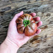 Suffer Well Beefsteak Tomato