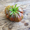 Suffer Well Beefsteak Tomato