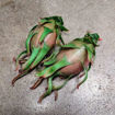 AX Dragon Fruit - Seeds