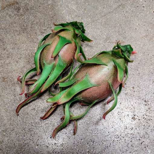 AX Dragon Fruit - Seeds