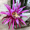 AX Dragon Fruit - Seeds