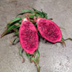 AX Dragon Fruit - Seeds