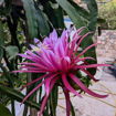 AX Dragon Fruit - Seeds