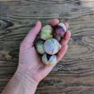 Morado Tomatillo