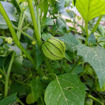 Morado Tomatillo