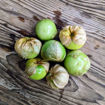 Tomatillo Toma Verde