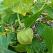 Tomatillo Toma Verde