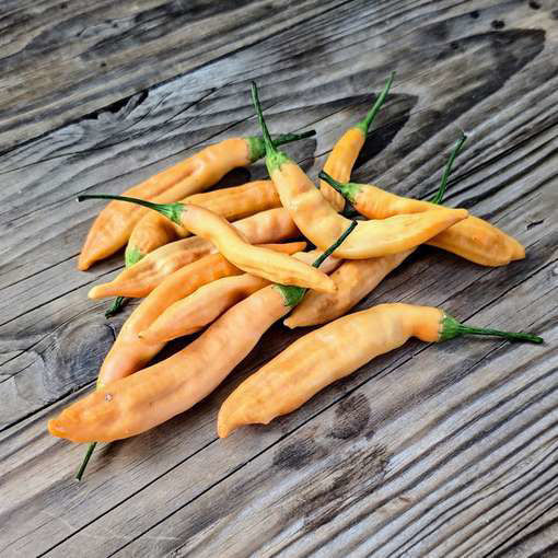 Aji Melocoton Chili Pepper