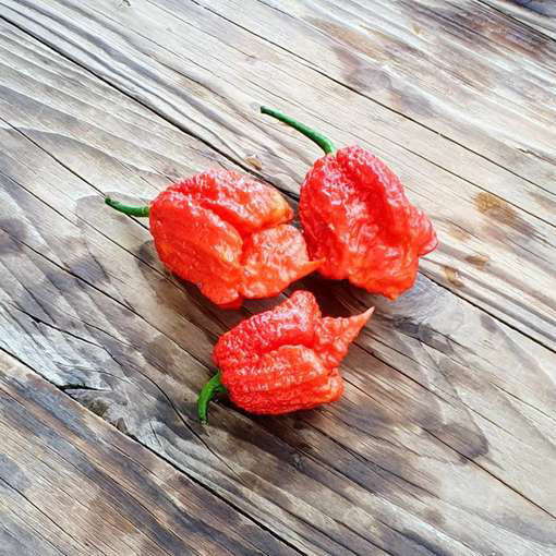 Big Red Mama Chili Pepper