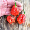 Big Red Mama Chili Pepper