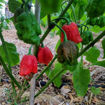 Big Red Mama Chili Pepper