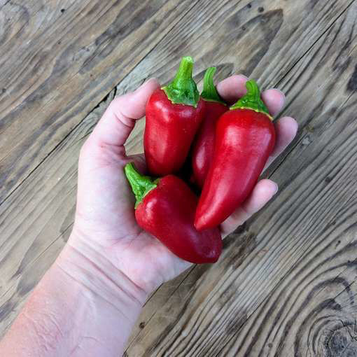 Anaheim Chili Pepper