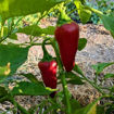 Anaheim Chili Pepper