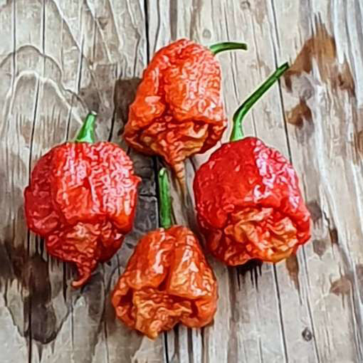 Carolina Reaper Caramel Chili Pepper
