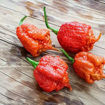 Carolina Reaper Caramel Chili Pepper