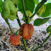 Carolina Reaper Caramel Chili Pepper