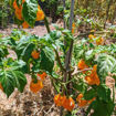 Big Yellow Mama Chili Pepper