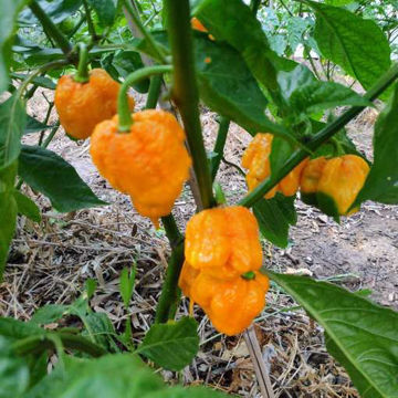 Carolina Reaper Orange Chili Pepper Carolina Reaper Orange Chili Pepper