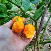 Carolina Reaper Orange Chili Pepper