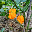 Carolina Reaper Orange Chili Pepper