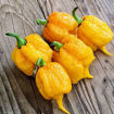 Carolina Reaper Orange Chili Pepper