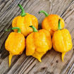 Carolina Reaper Orange Chili Pepper