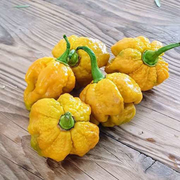 Moab Mustard Chili Pepper Moab Mustard Chili Pepper