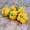Moab Mustard Chili Pepper