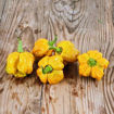 Moab Mustard Chili Pepper