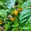 Moab Mustard Chili Pepper