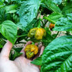 Moab Mustard Chili Pepper