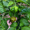 Moab Mustard Chili Pepper