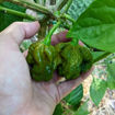 Moab Mustard Chili Pepper