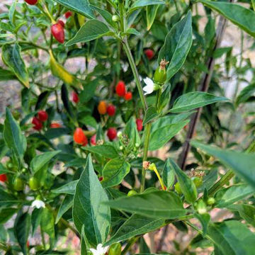 Numex Bailey Pequin Chili Pepper Numex Bailey Pequin Chili Pepper