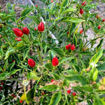 Numex Bailey Pequin Chili Pepper