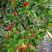 Numex Bailey Pequin Chili Pepper