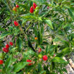 Numex Bailey Pequin Chili Pepper