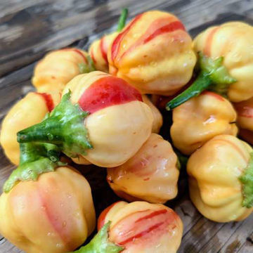 Peppapeach Stripey Chili Pepper Peppapeach Stripey Chili Pepper