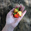 Peppapeach Stripey Chili Pepper