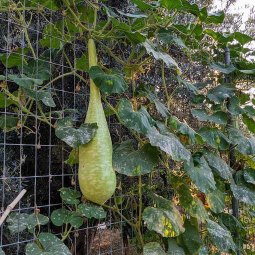 Carbassa d´Aigua Gourd