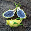 Australian Golden Dragon Fruit Seeds