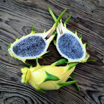 Australian Golden Dragon Fruit Seeds Australian Golden Dragon Fruit Seeds