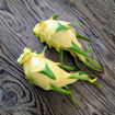 Australian Golden Dragon Fruit Seeds
