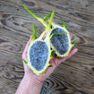 Australian Golden Dragon Fruit Seeds