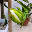 Australian Golden Dragon Fruit Seeds