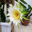 Australian Golden Dragon Fruit Seeds