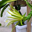 Australian Golden Dragon Fruit Seeds