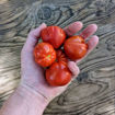 Meraki Red Heart Cherry Tomato